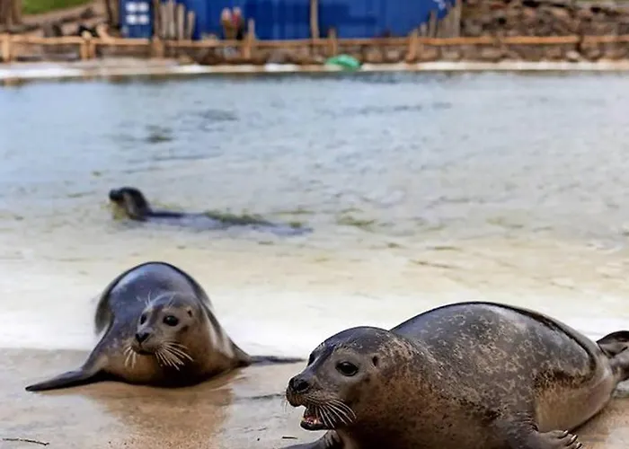 Kuestenbude Seehundblick *